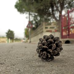 Ausgereift - getrocknet - auf die Straße gefallen / Maturato - seccato - caduto per strada (2)