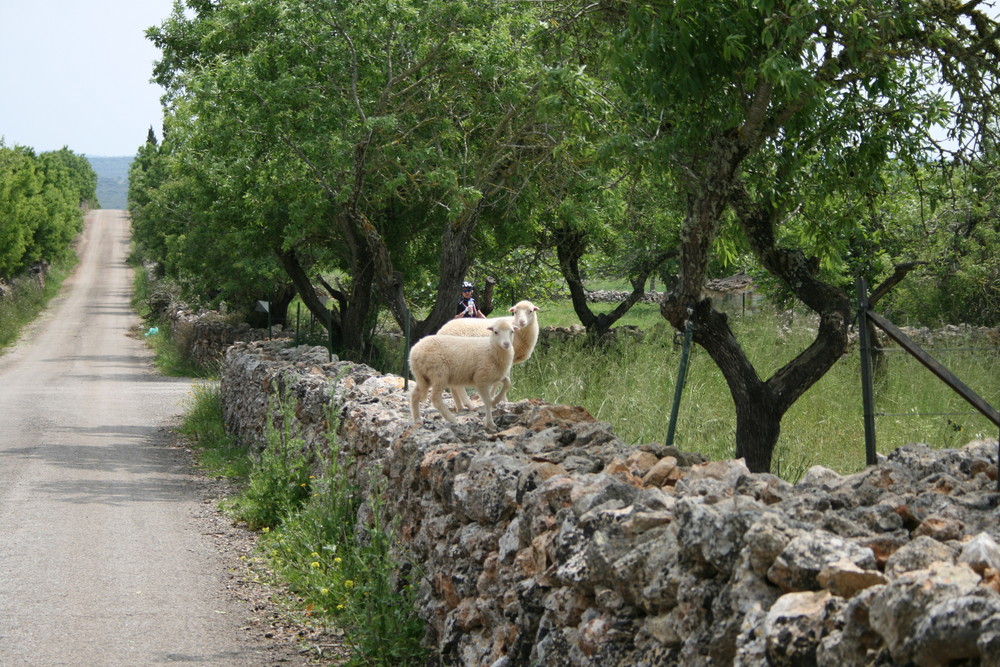 Ausgerissene Schafe