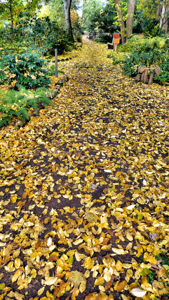 Ausgerollter Herbstteppich