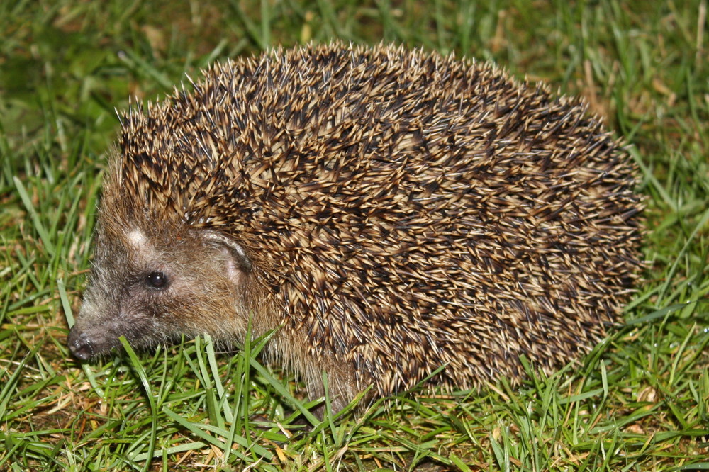 ausgerollter Igel