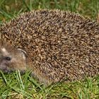 ausgerollter Igel