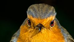 ------------ Ausgeschieden ------------