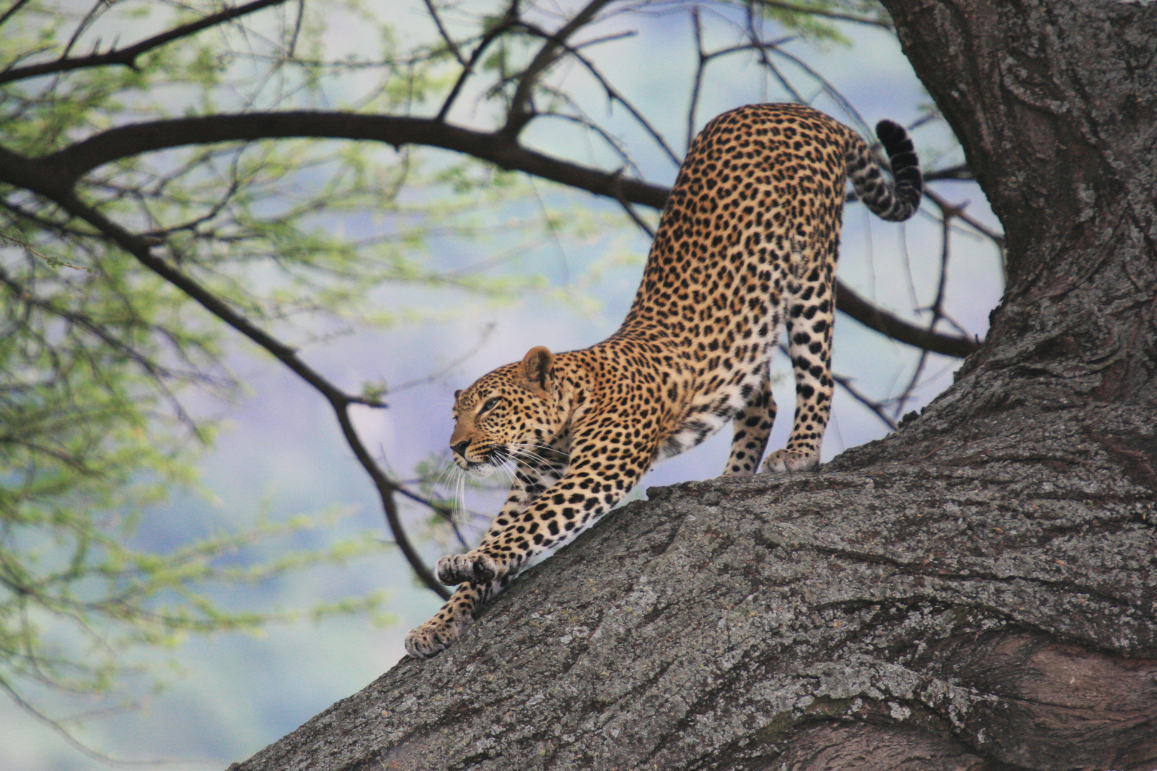 Ausgeschlafener Jäger (Lake-Manyara-Nationalpark, Tansaina)