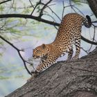 Ausgeschlafener Jäger (Lake-Manyara-Nationalpark, Tansaina)