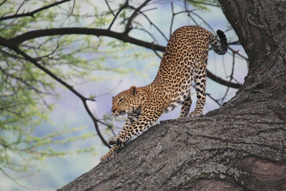 Ausgeschlafener Jäger (Lake-Manyara-Nationalpark, Tansaina) by manu.best 