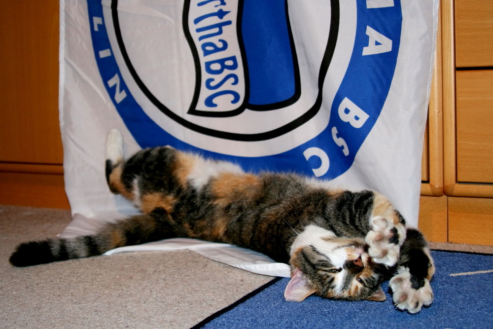 Ausgeschlafen....hat die Hertha-Katze