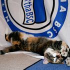 Ausgeschlafen....hat die Hertha-Katze