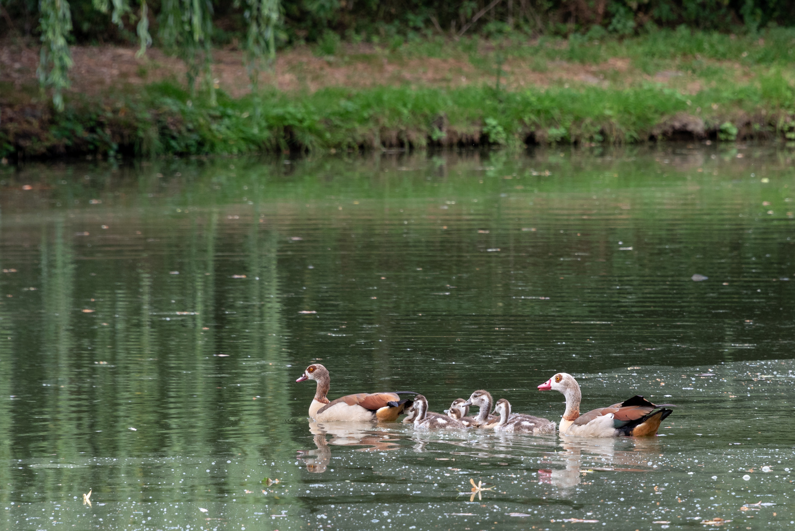 Ausgesetzt, geflohen oder zugewandert? Nilgänse im Kreis Heinsberg