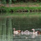 Ausgesetzt, geflohen oder zugewandert? Nilgänse im Kreis Heinsberg