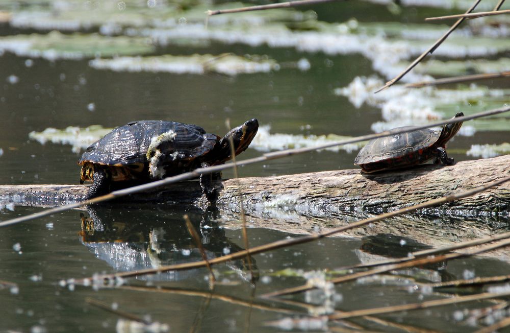 Ausgesetzt! Gelbwangenschildkröten.