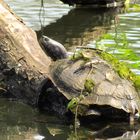 Ausgesetzt / nordamerikanische Schmuckschildkröte-Gelbwangenschildkröte