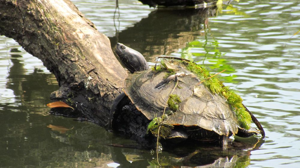 Ausgesetzt / nordamerikanische Schmuckschildkröte-Gelbwangenschildkröte