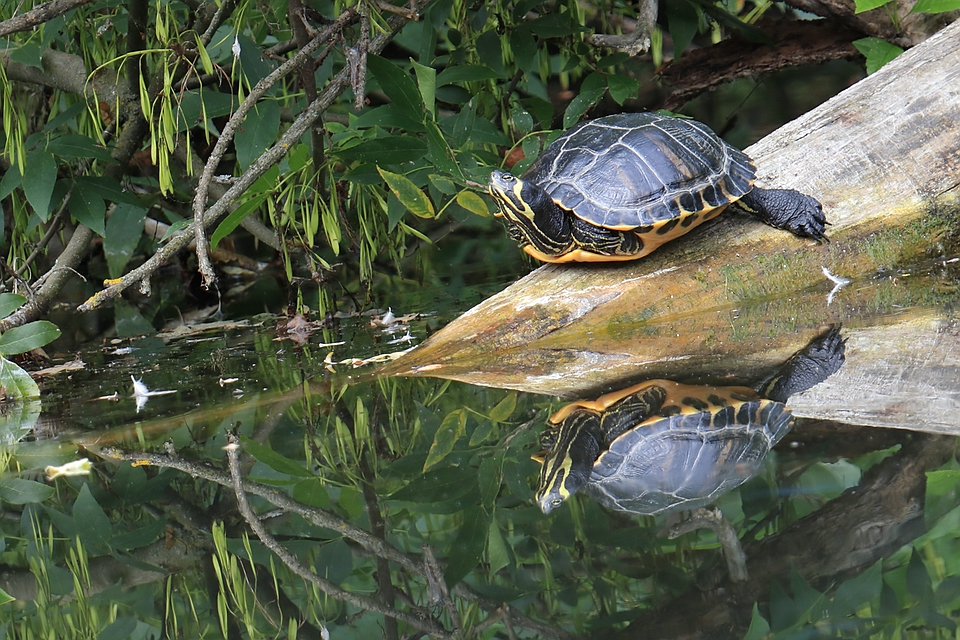 Ausgesetzte Schildkröte?