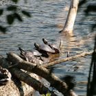 ausgesetzte Wasserschildkröten