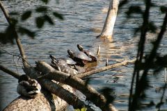 ausgesetzte Wasserschildkröten