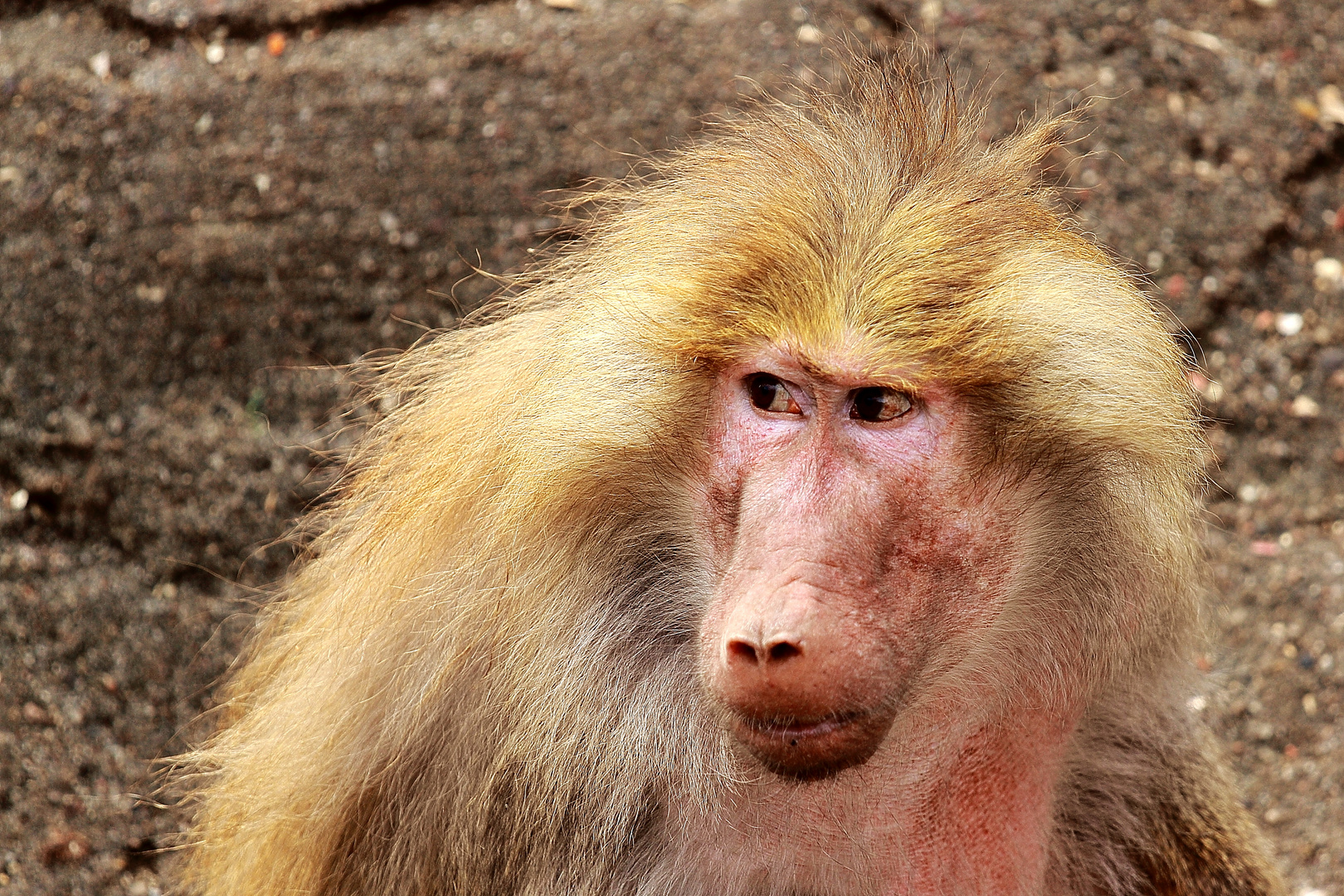 ausgesprochen hässlich Foto & Bild | tiere, zoo, wildpark ..., حجم الصورة 1620x1080