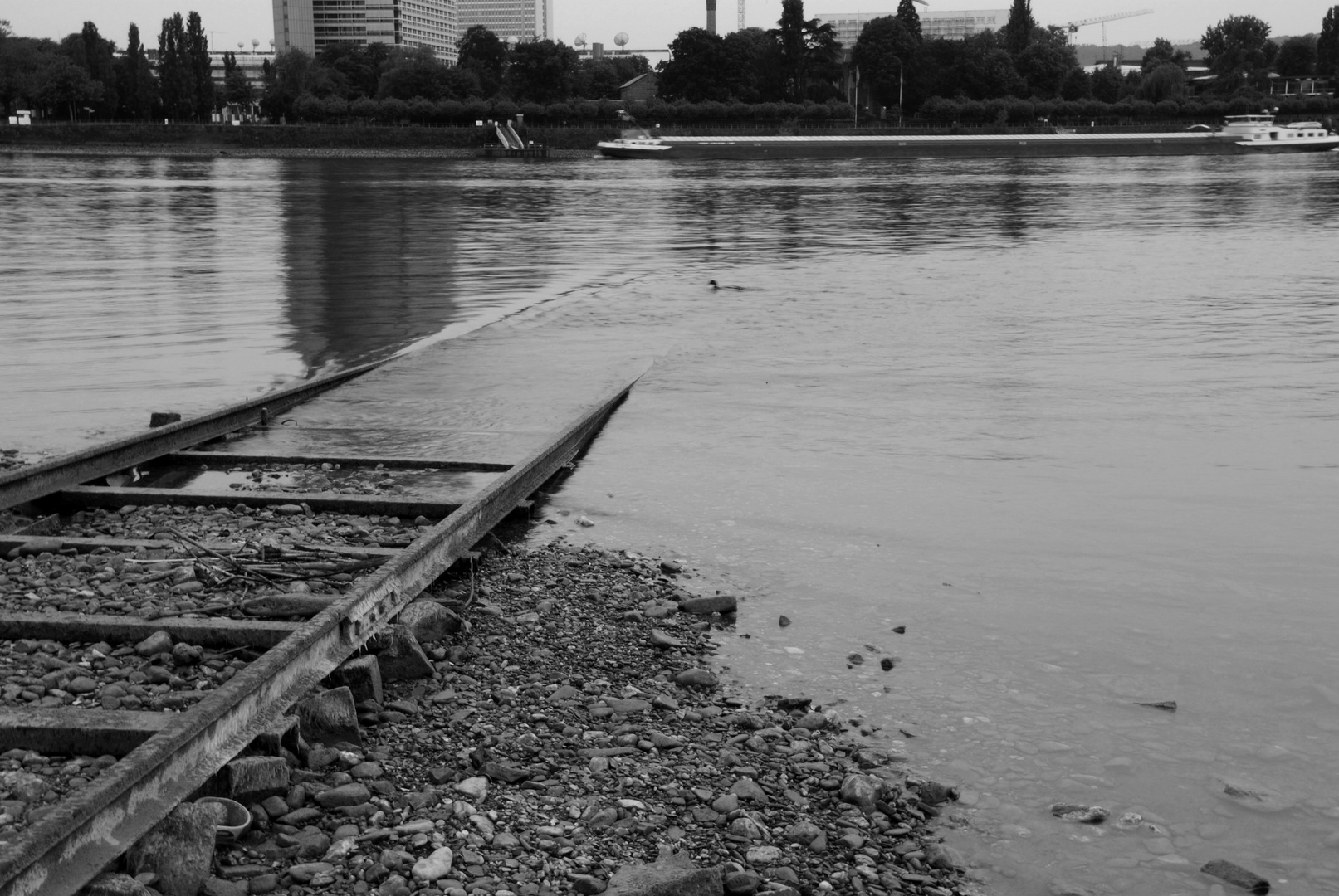 Ausgespuckt vom Rhein