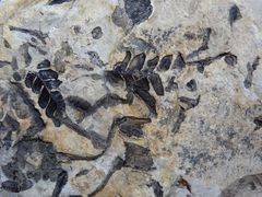 Ausgestorbenes Farn aus dem pleistozänen Geschiebe in Münster - Cladophlebis sp.