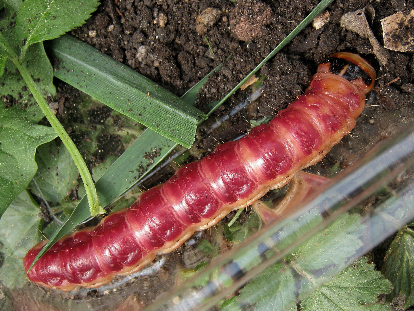 ausgestreckt, sicher 10cm lang