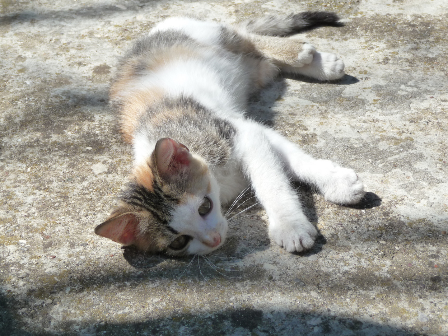 Ausgestreckte kleine Katze