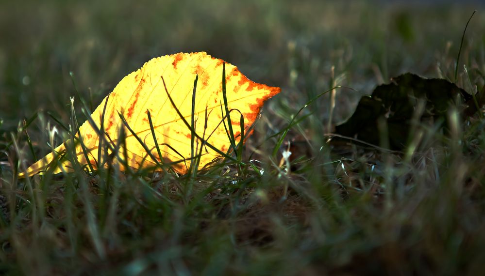 Ausgetrocknet im Abendlicht