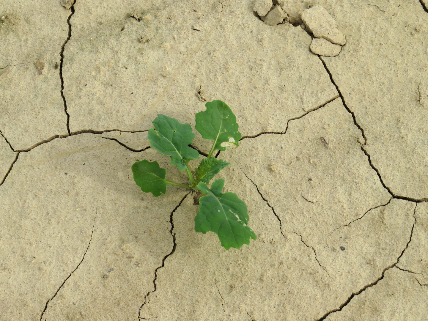 Ausgetrockneter Ackerboden mit Trockenrissen und Rapspflanze