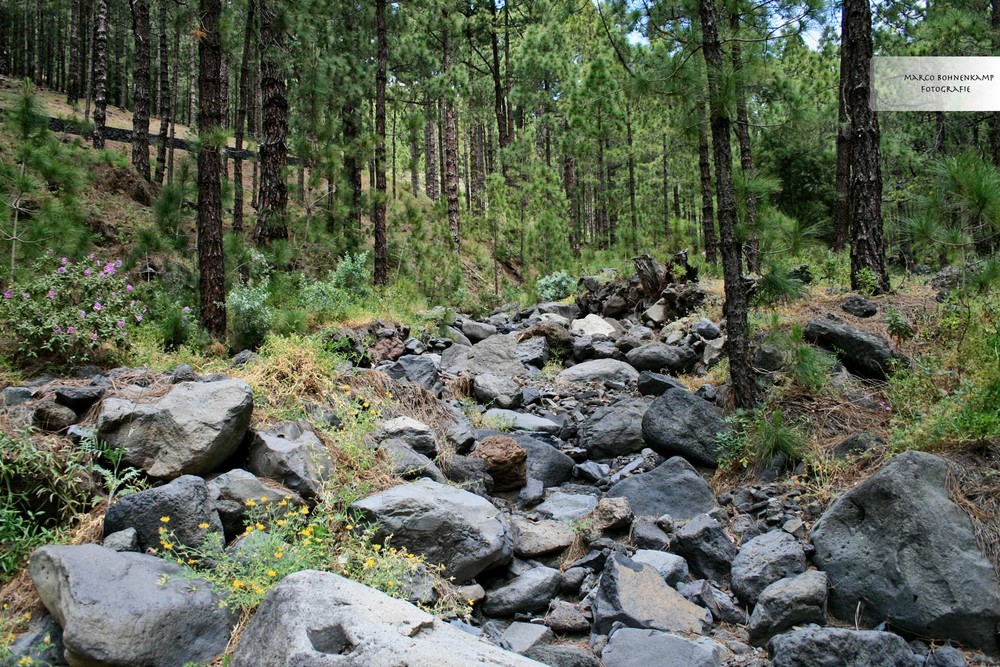 Ausgetrockneter Bachlauf auf LaPalma