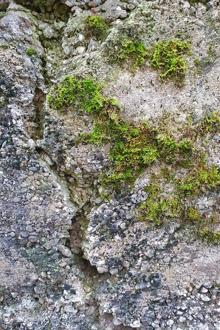 Ausgetrocknetes Wadi mit Resten einer Oase ...