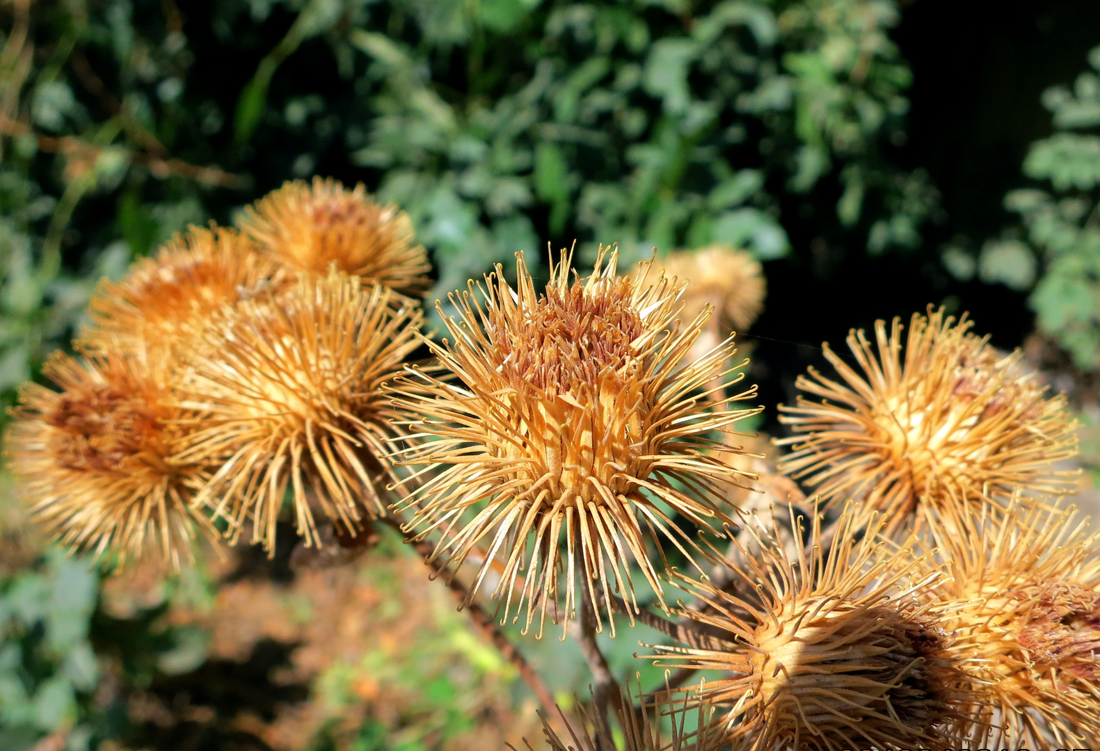 ausgetroknete Blume