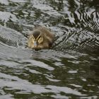 Ausgewachsen bin ich eine Ente................