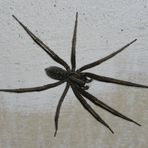 Ausgewachsene Hausspinne