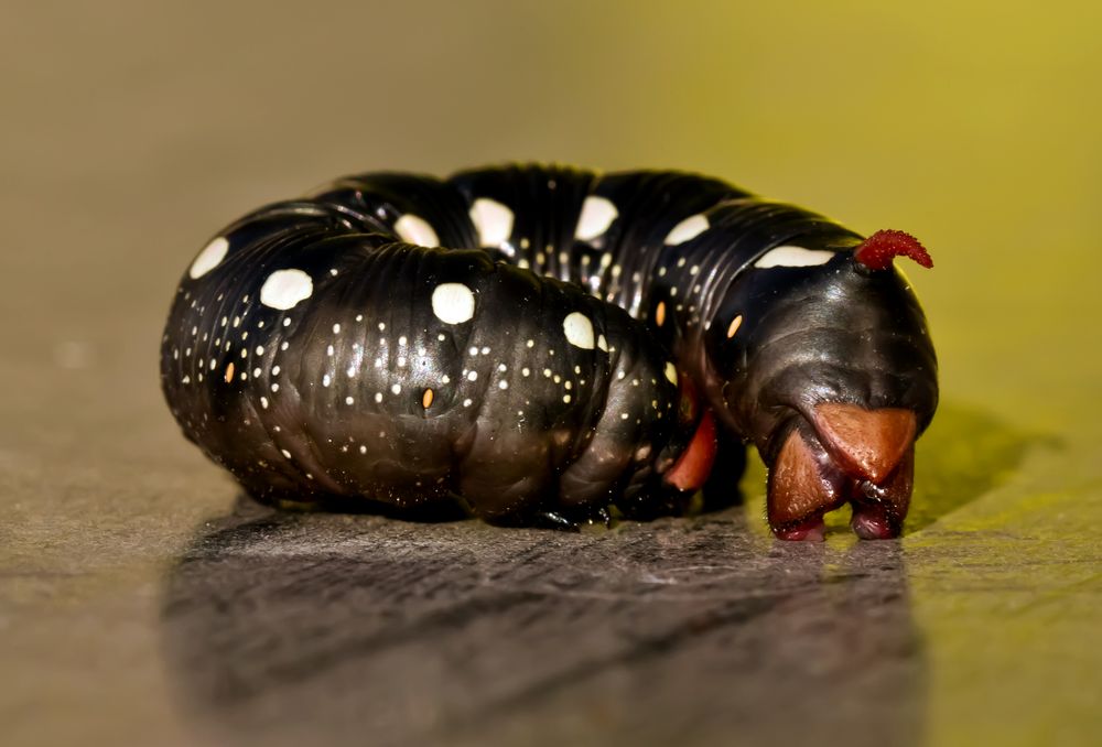 Ausgewachsene Raupe des Labkrautschwärmers