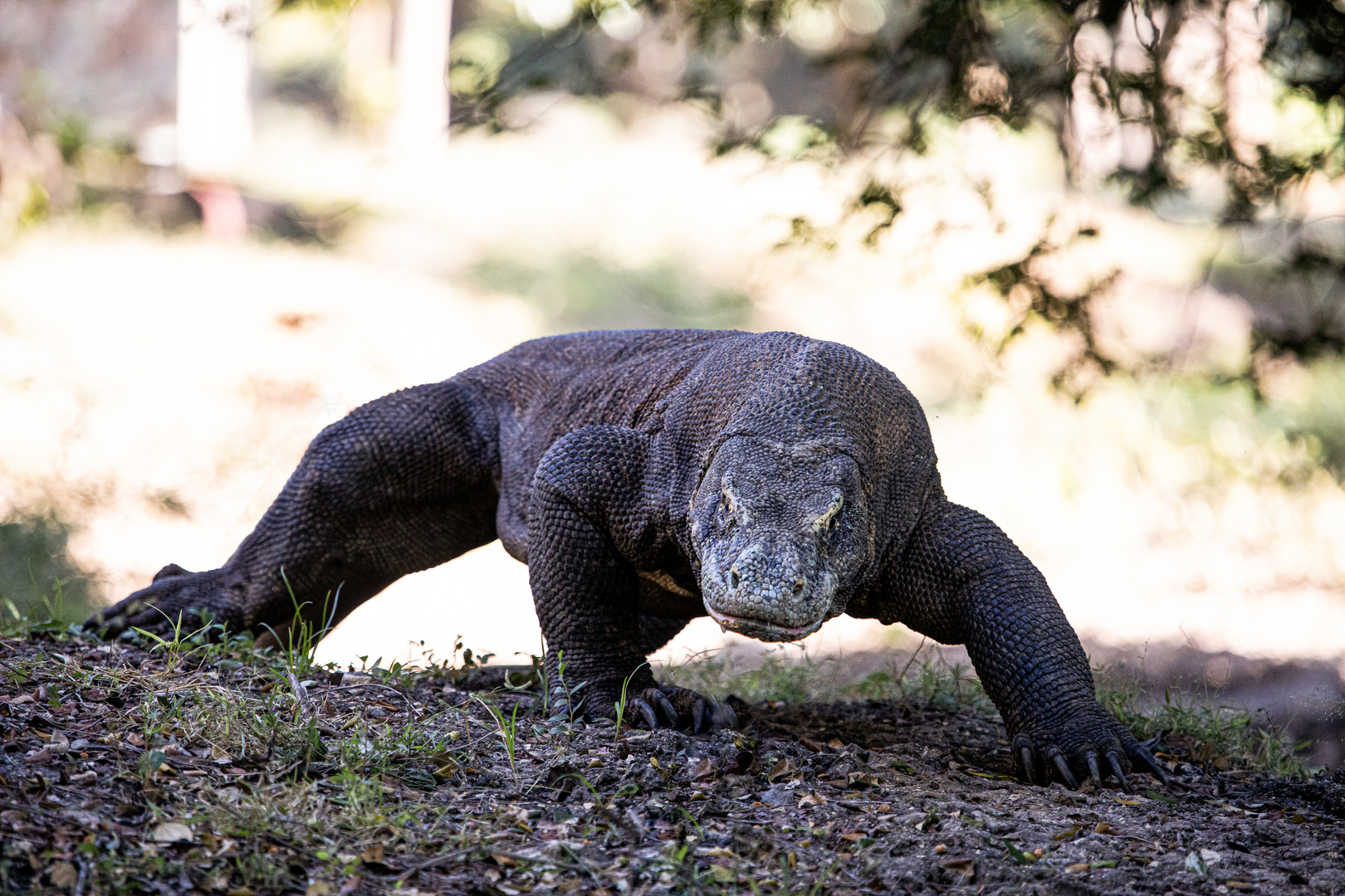 Ausgewachsener Komodowaran