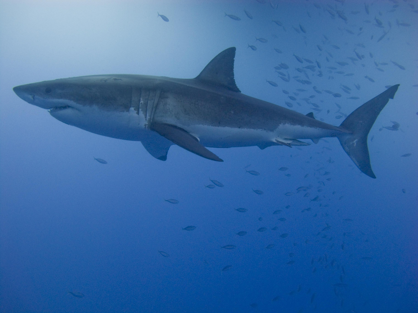 Ausgewachsener Mannlicher Weisser Hai Foto Bild Tiere Wildlife Fische Bilder Auf Fotocommunity