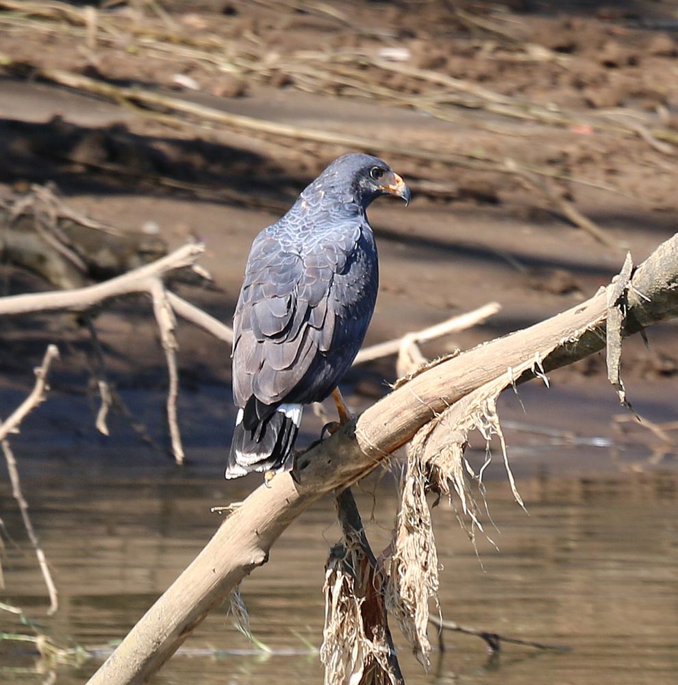 Ausgewachsner Mangroven Bussard.