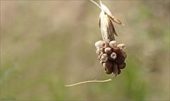 Ausgewandert...die kleinen Fässchen sind leer...