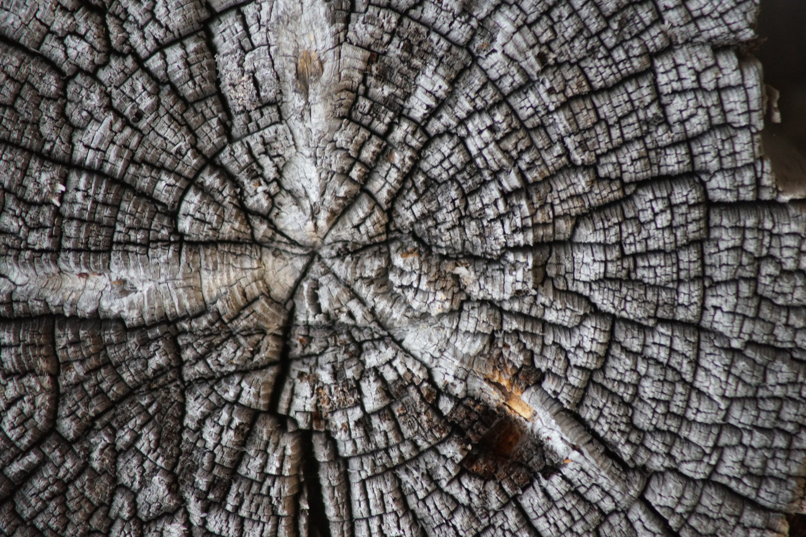 ausgewaschenes Holz