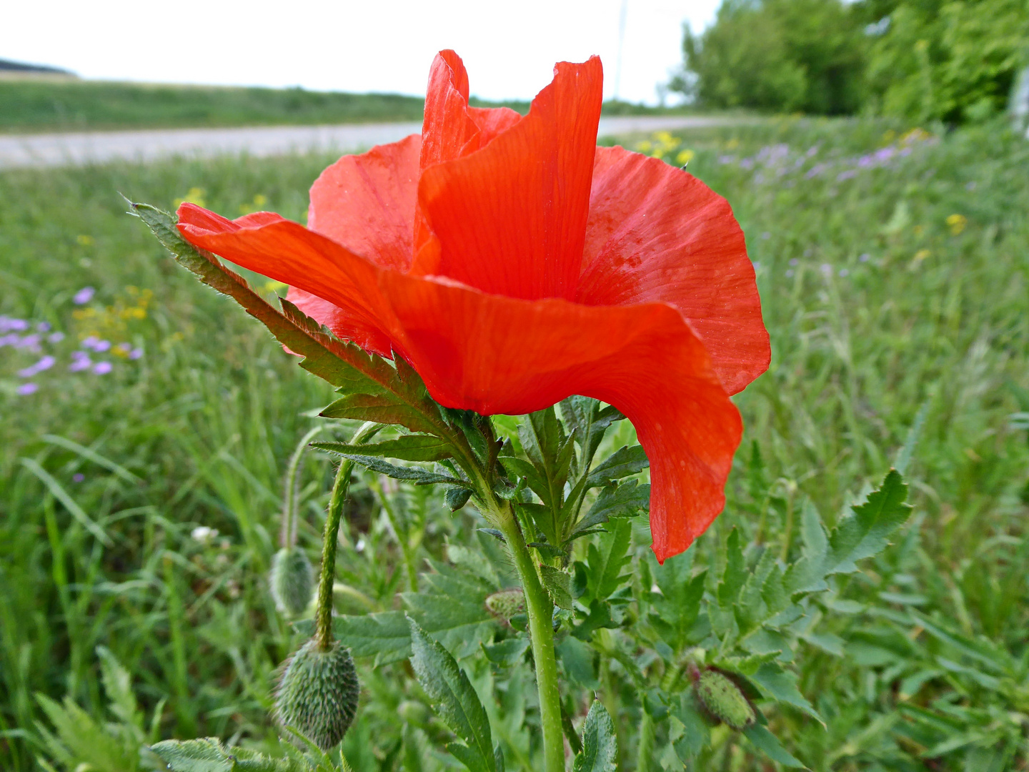 ausgewildert ist der Gartenmohn