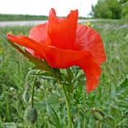 ausgewildert ist der Gartenmohn