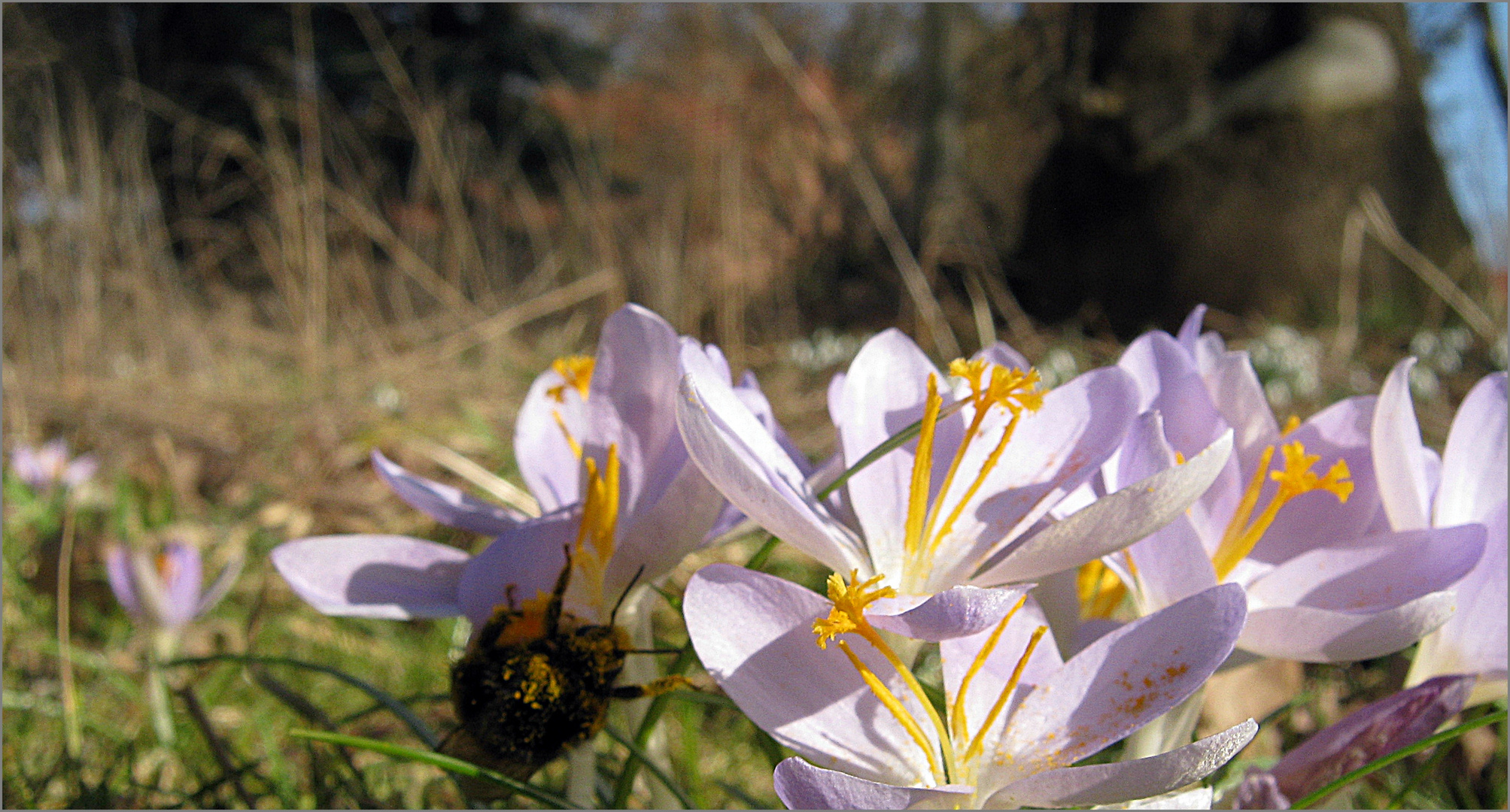 ausgewildert: SAFRAN?