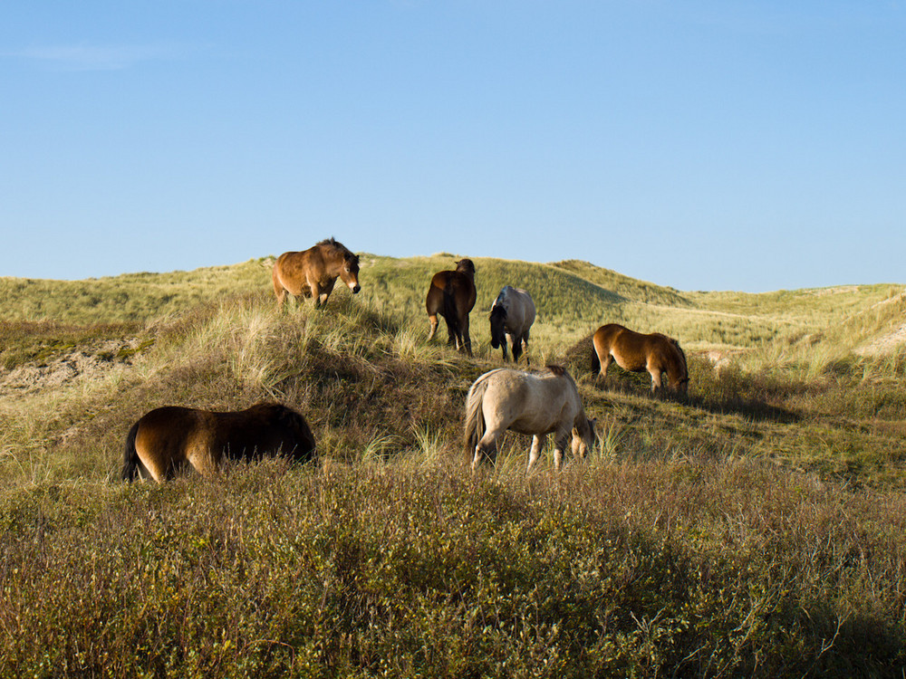 ausgewilderte Pferde in den Dünen von Südholland