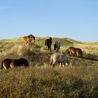 ausgewilderte Pferde in den Dünen von Südholland