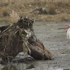 Ausgewilderter Storch