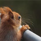 Ausguck-Hörnchen ...