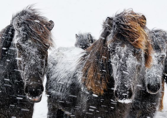 Ausharren im Schneesturm