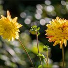 Ausklang im Garten