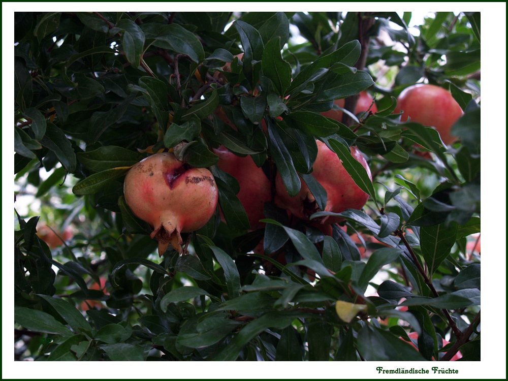 Ausländische Früchte (2)