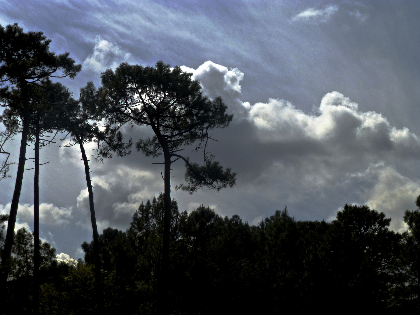 Ausläufer der Dune Pyla, bei Archacon Südwestfrankreich