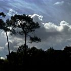 Ausläufer der Dune Pyla, bei Archacon Südwestfrankreich