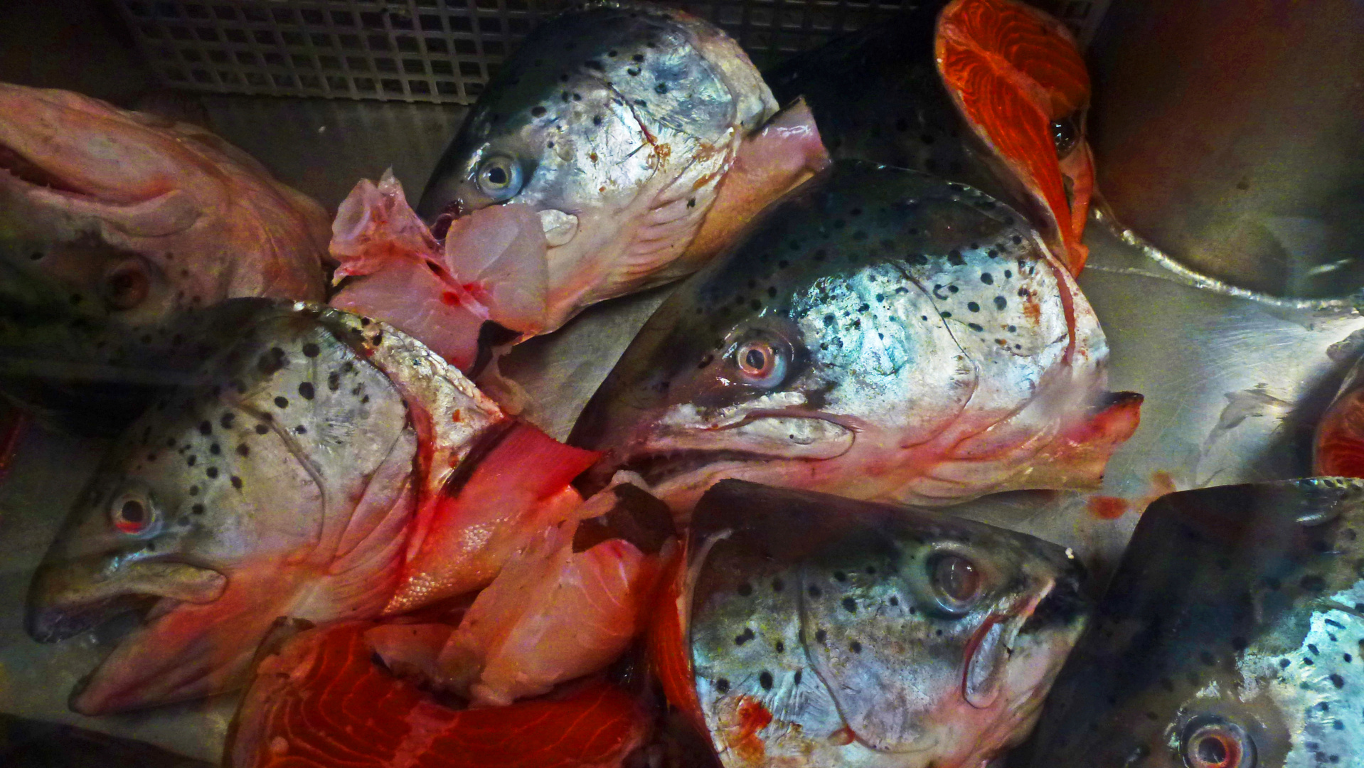 Auslage in einem großen süd-niederländischen Fischgeschäft